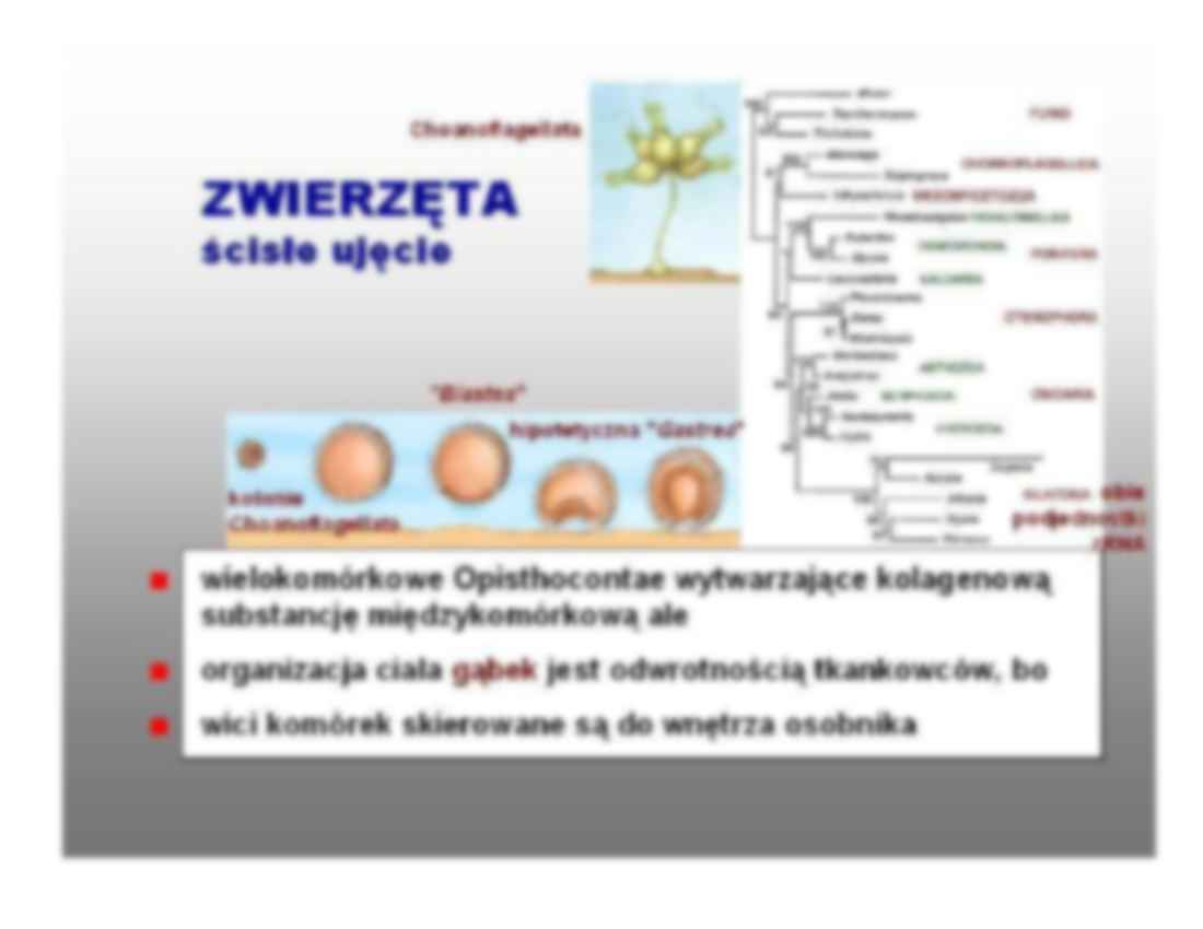Swoistość zwierzęcej wielokierunkowości - omówienie - strona 2