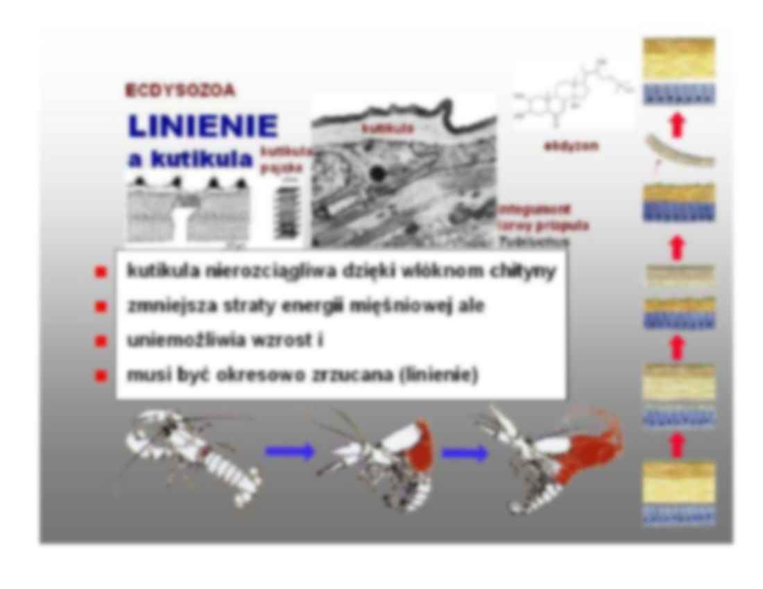 Zwierzęta liniejace - omówienie - strona 3