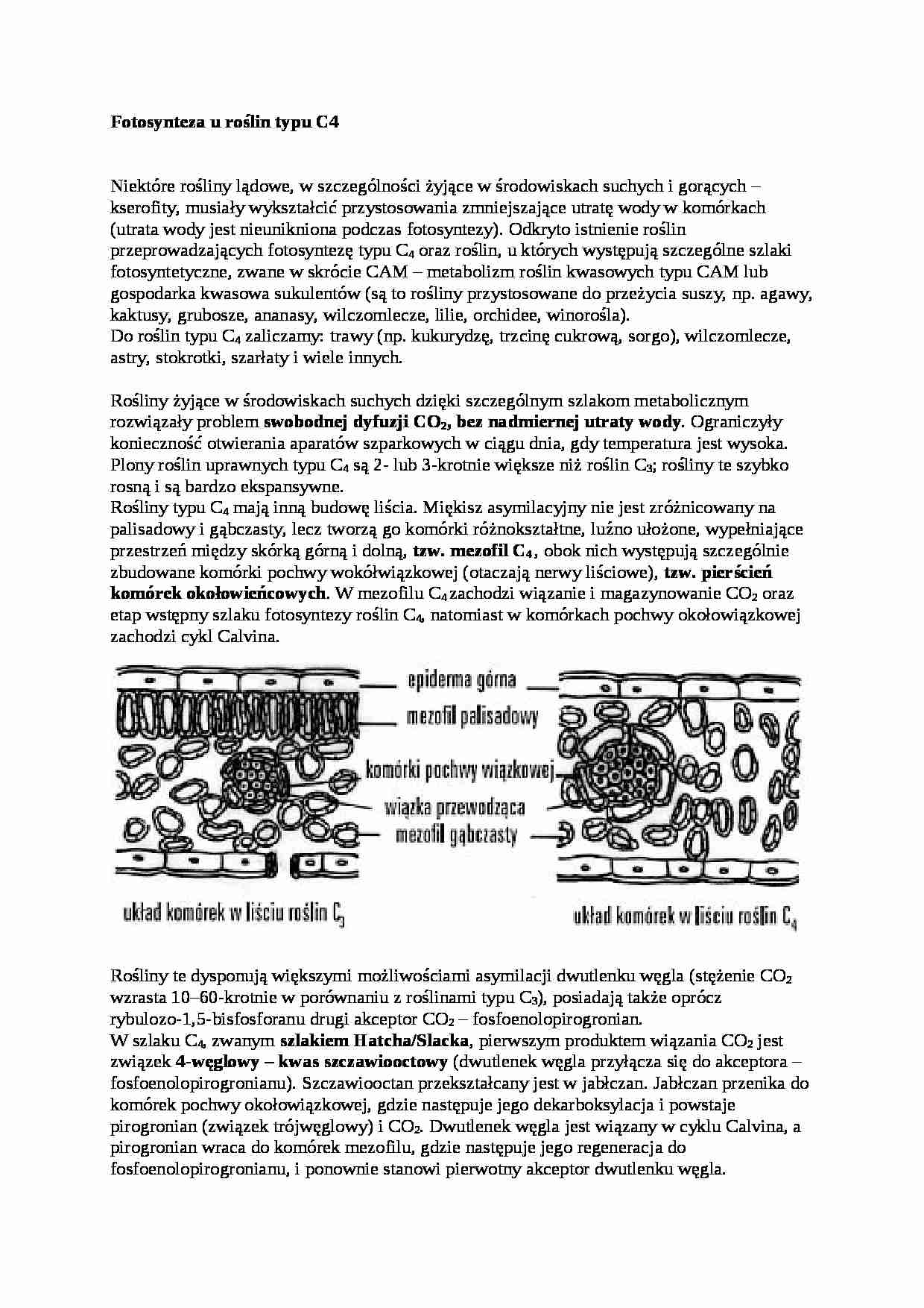 Fotosynteza u roślin typu C4 - wykład - strona 1
