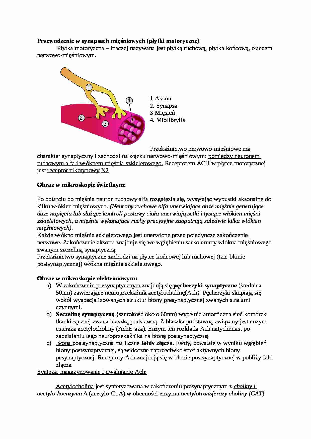 Wykład - przewodzenie w synapsach mięśniowych, sem I-IV - strona 1