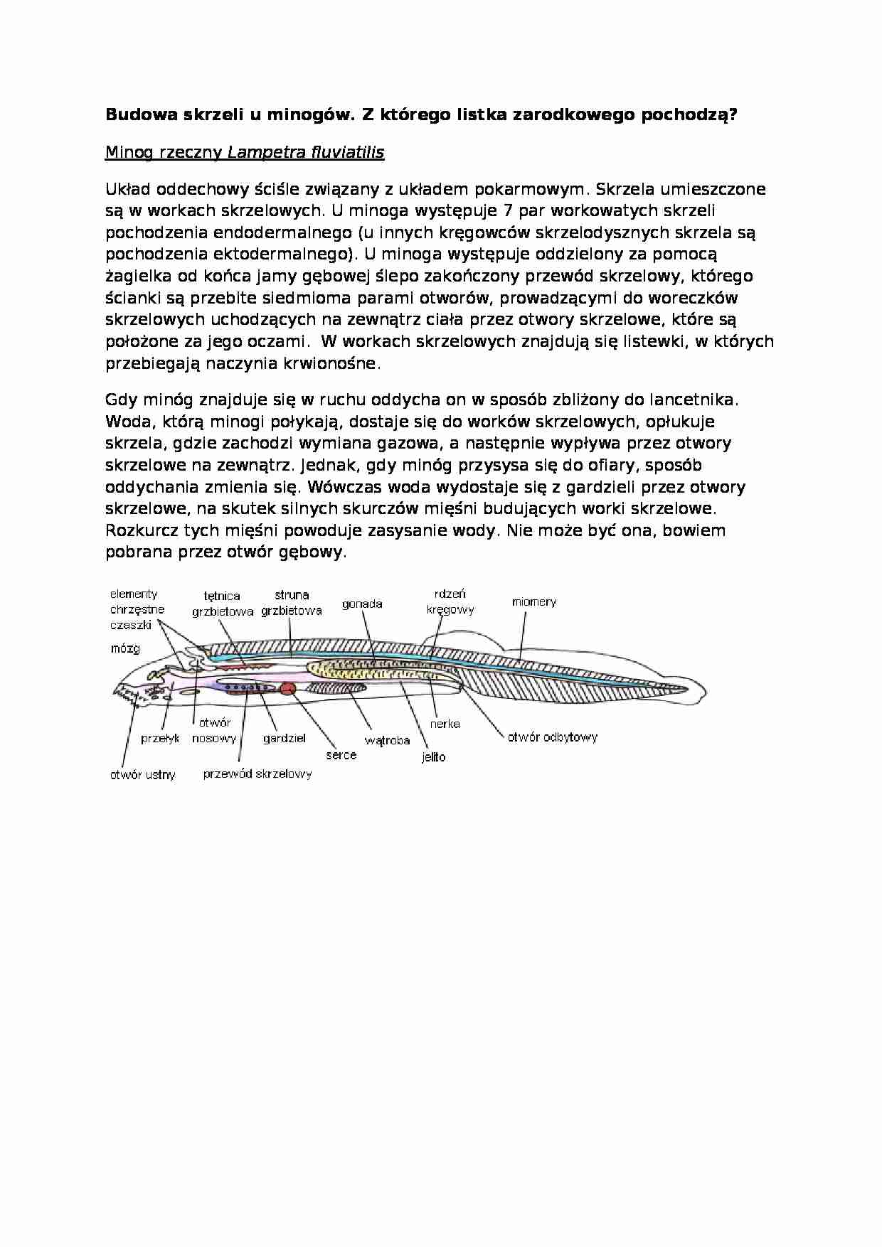 Opracowanie - budowa skrzeli u minogów - strona 1