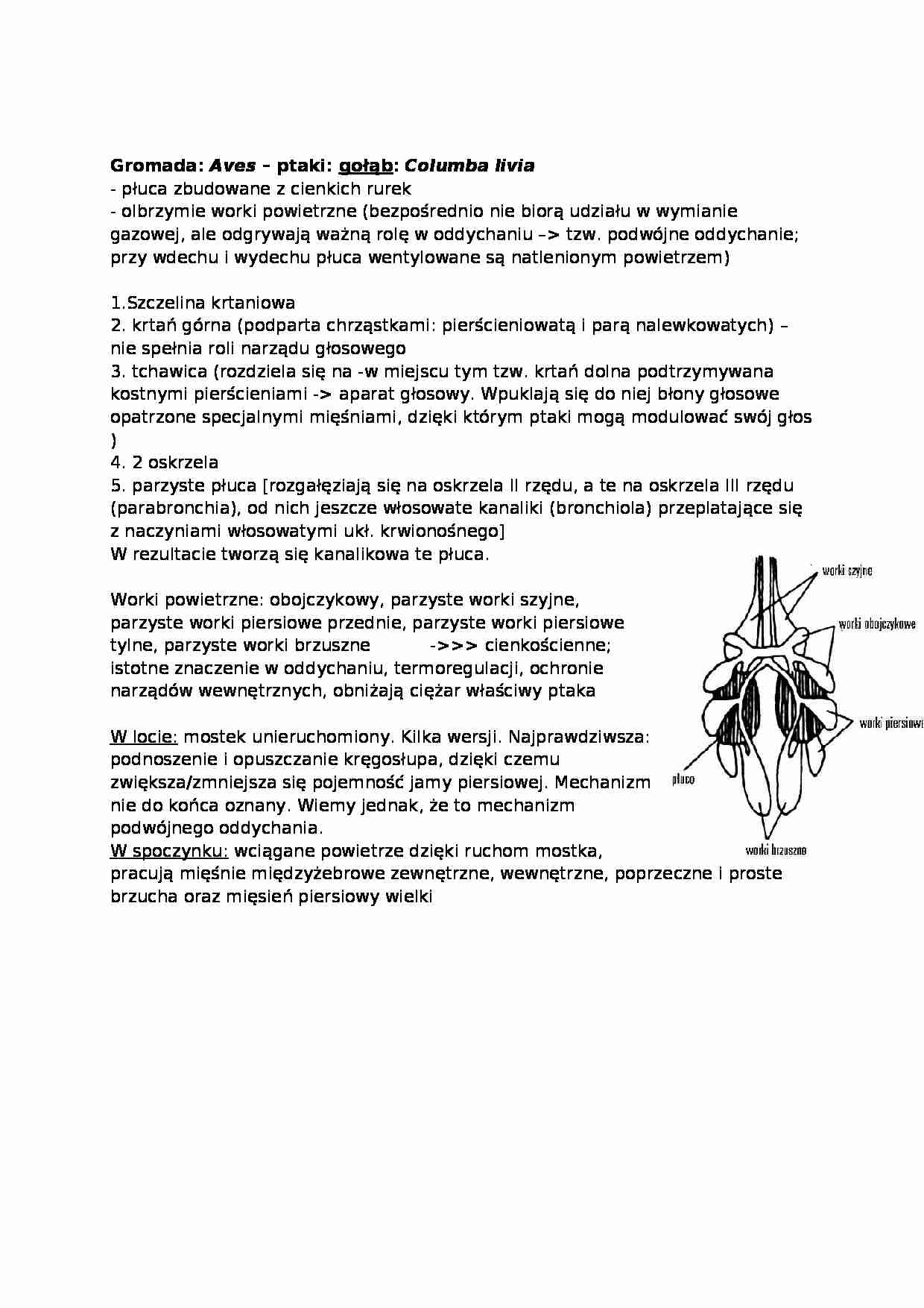 Wykład - gromada aves ptaki gołąb - strona 1