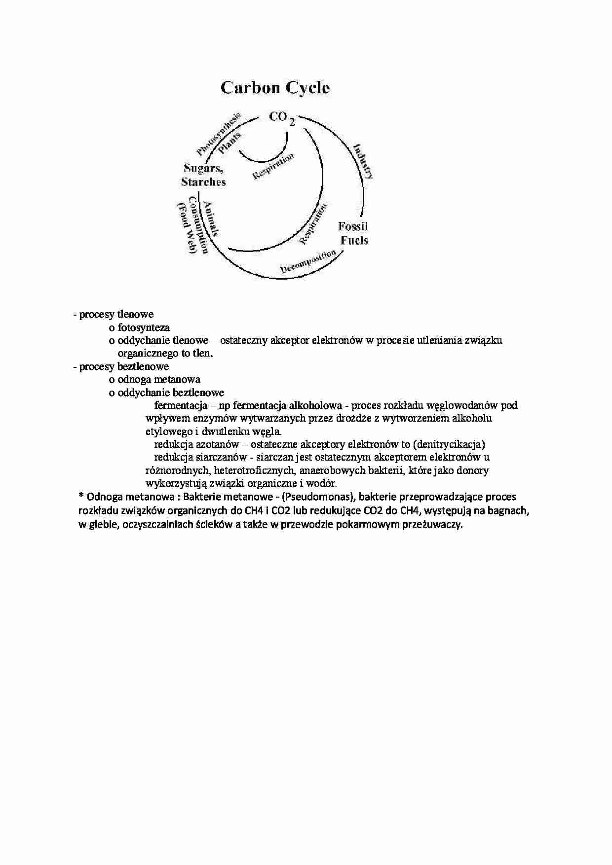 Obieg węgla i azotu- opracowanie - strona 1