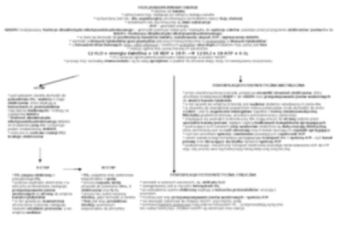 Proces fotosyntezy - schemat - strona 3