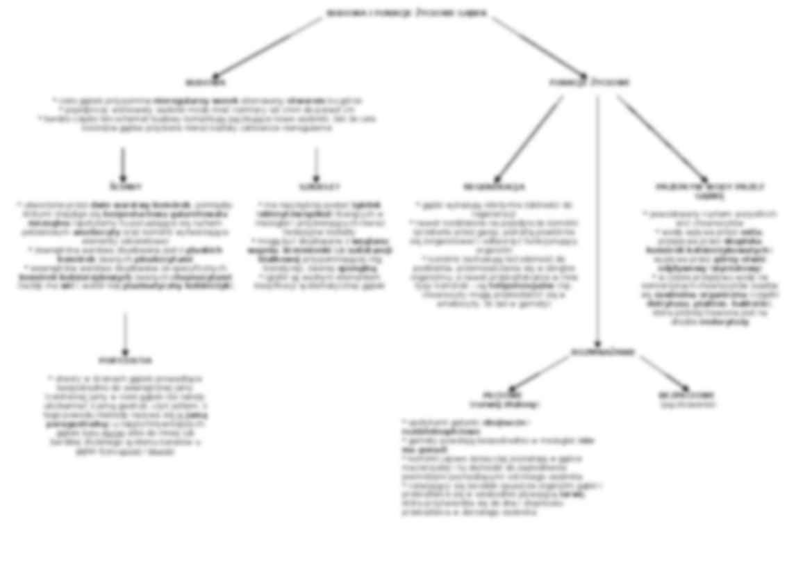 Gąbki - omówienie - strona 2