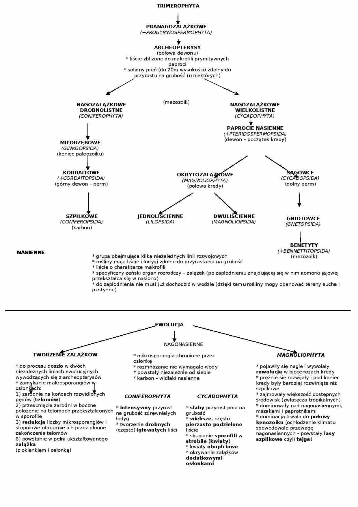 Rośliny nasienne - omówienie - strona 1