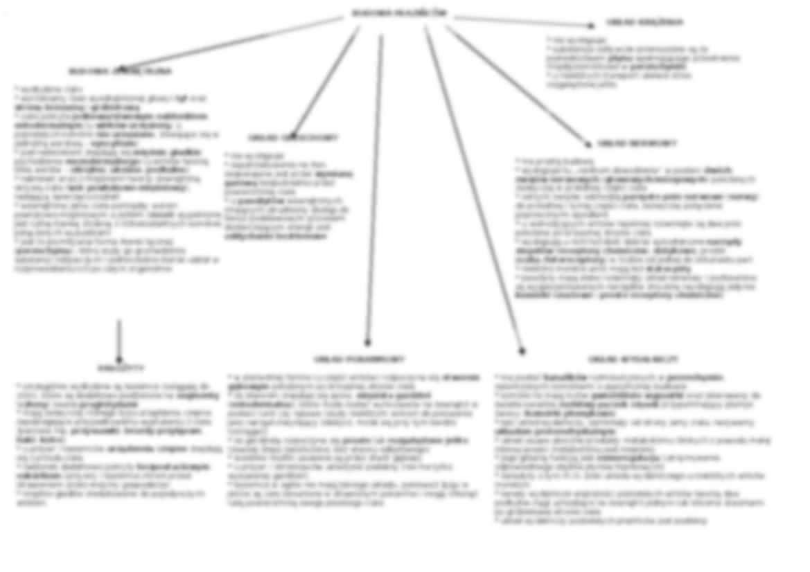 Płazińce - omówienie  - strona 2