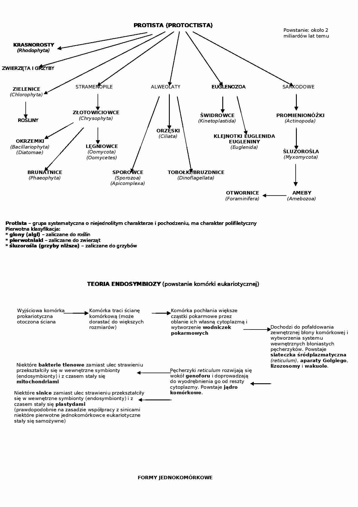 Protista - omówienie  - strona 1