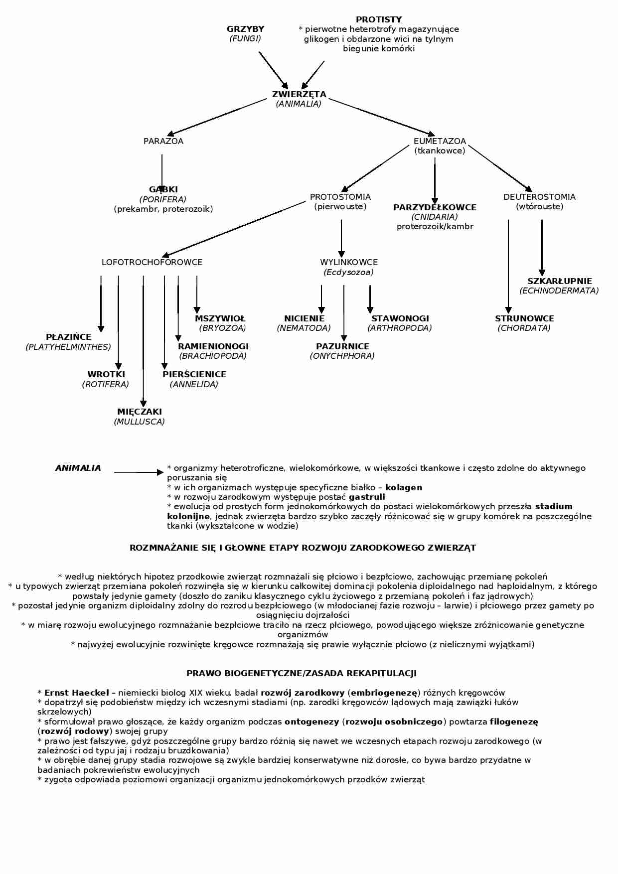 Zwierzęta - heterotroficzne organizmy tkankowe - omówienie - strona 1