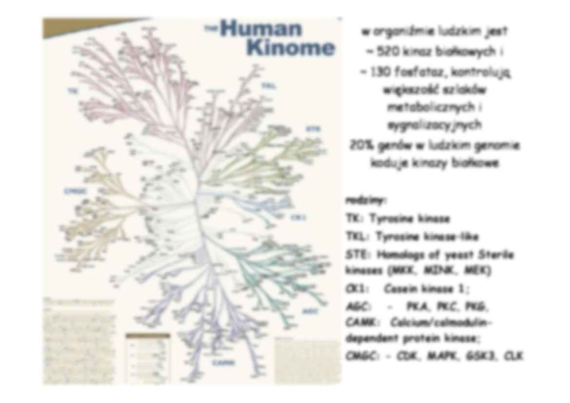 Enzymologia- prezentacja - strona 3