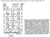 fizjologia-czlowieka-wyklad