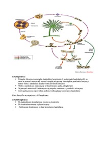 genetyka-aspergillus-omowienie