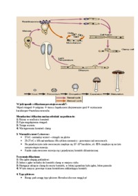 Genetyka grzybów, Podstawczaki - omówienie