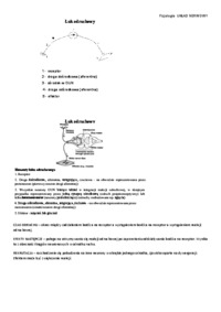 Fizjologia zwierząt - opracowanie układ nerwowy