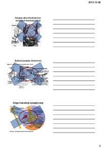 Biologiczne mechanizmy zachowania - omówienie - synapsy