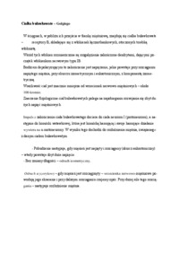 Ciałka buławkowate - omówienie