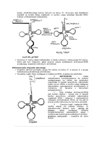 Główne kategorie makrocząsteczek zaangażowanych w translację-opracowanie
