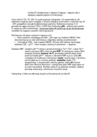 Cykl komórkowy u eucaryota-opracowanie