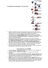 Transkrypcja-opracowanie