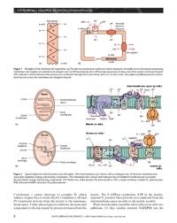 Cell membranes pH and electrochem potential-opracowanie