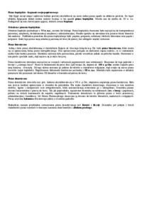 pismo-koptyjskie-opracowanie