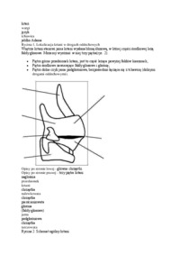 jak-powstaje-glos-wyklad