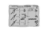 metabolizm-bialek-prezentacja