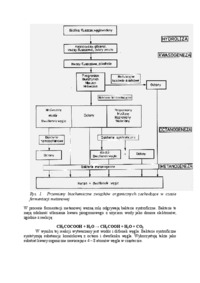 fermentacja-metanowa-opracowanie