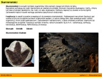 Różnorodność życia - wykład