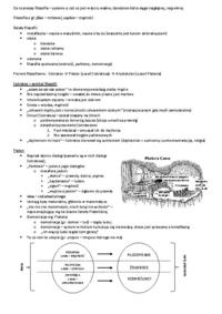 filozofia-spoleczna-wyklady-filozofia-cynicka