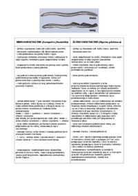 Systematyka strunowców - RYBY