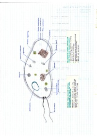 Mikrobiologia - laboratorium