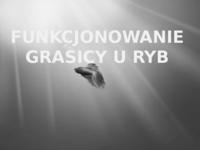 Funkcjonowanie grasicy u ryb