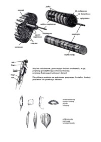 Układ ruchu: układ mięśniowy + układ szkieletowy