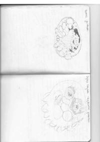 Botanika - budowa komórki