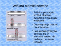 impuls-fizjologia-przewodzenia-impulsow