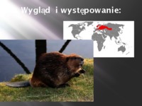 Prezentacja o bobrze europejskim