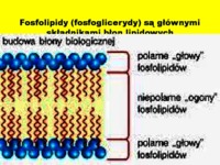 Błony biologiczne - biologia komórki