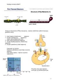 miesnie-szkieletowe-gladkie-miesien-sercowy