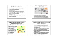 Regulacja cyklu komórkowego