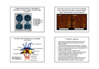 Struktura jądra komórkowego