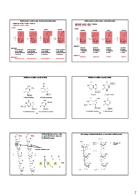 Nukleotydy i kwasy nukleinowe
