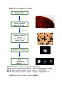Gronkowce - izolacja i identyfikacja