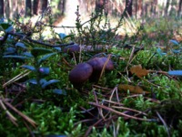 Wykład  8 - fizjologia rozwoju roślin