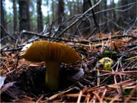 wyklad-9-fizjologia-rozwoju-roslin