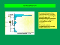 Wykład 12 - fizjologia rozwoju roślin