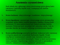 zespol-bolesnego-barku