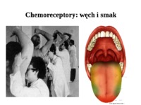 chemoreceptory-rytmy-biologiczne-wech-smak-rytmy-biologiczne-sen
