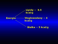fizjologia-molekularna-glukostaza-homeostaza