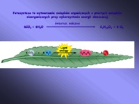 barwniki-fotosyntetycznie-aktywne